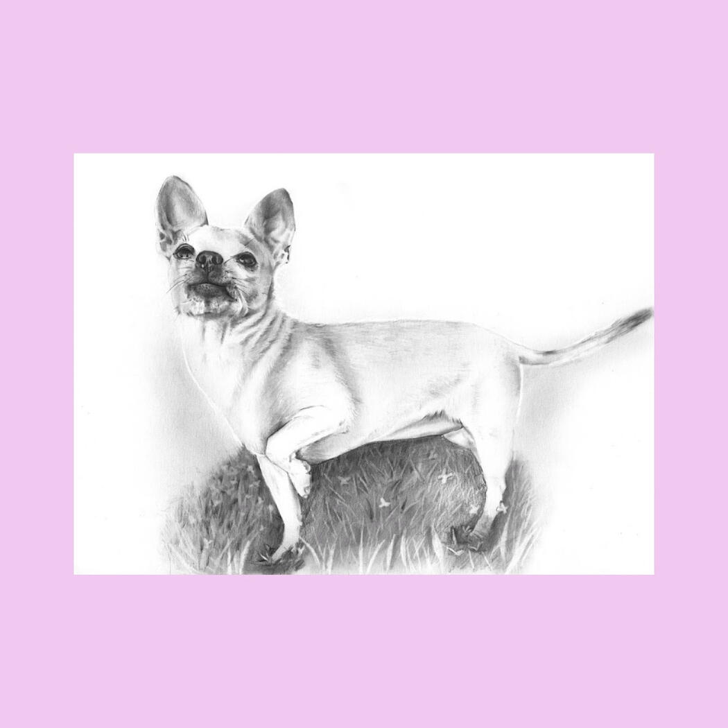 A chihuahua looking happy standing on the grass